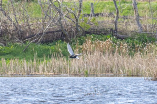 iNaturalist image