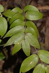 Ripogonum