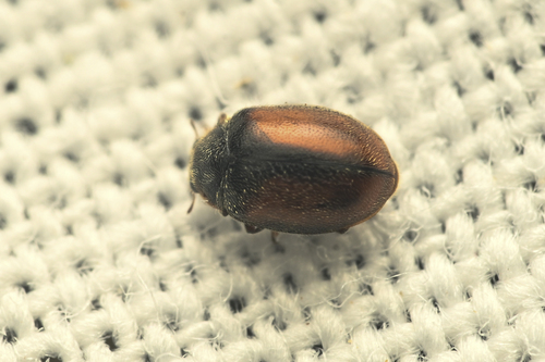 Conifer Lady Beetle photo 3