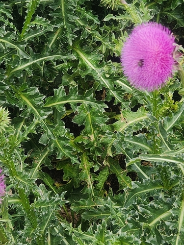 musk thistle
