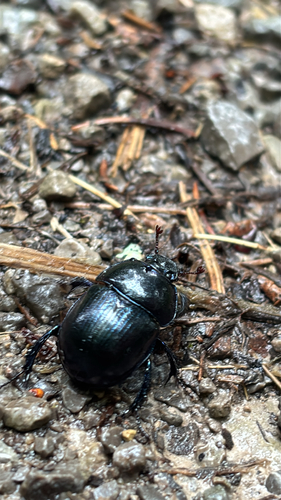 Woodland Dor Beetle