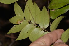 Ripogonum