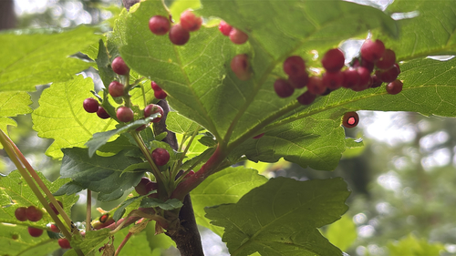 Maple gall wasp