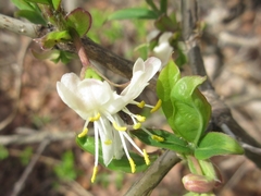 Lonicera harae