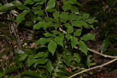 Archidendron grandiflorum