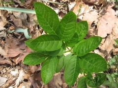 Dictamnus dasycarpus