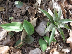 Lilium tsingtauense