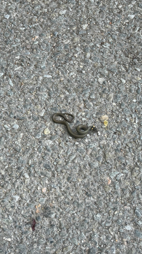 grass snake