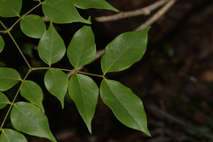 Archidendron grandiflorum