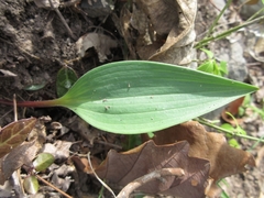 Lilium lancifolium
