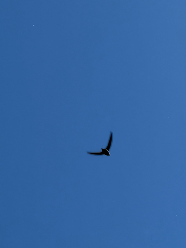Chimney Swift observed by lilyofthevalley-