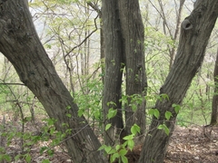 Carpinus tschonoskii