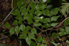 Archidendron grandiflorum