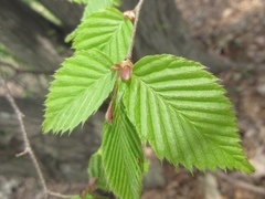 Carpinus tschonoskii