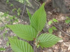 Carpinus tschonoskii
