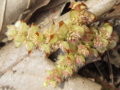 Carpinus tschonoskii