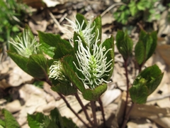 Chloranthus fortunei