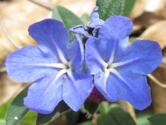 Aegonychon zollingeri