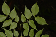 Archidendron grandiflorum