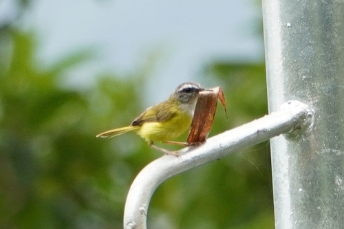 Yellow-bellied Warbler (Abroscopus superciliaris), photo 7