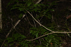 Archidendron grandiflorum