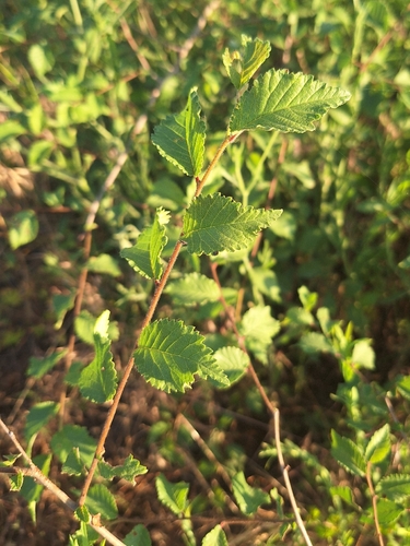 Field Elm