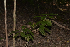 Acronychia pubescens