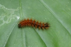 Amsactoides solitaria