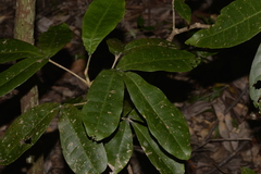 Acronychia pubescens