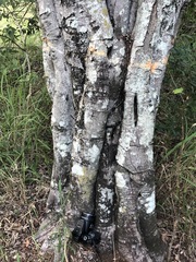 Cupaniopsis parvifolia