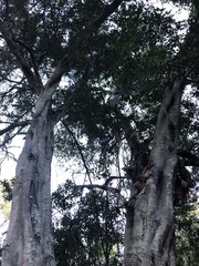 Cupaniopsis parvifolia