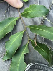 Cupaniopsis parvifolia