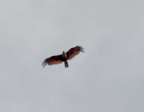 Brahminy Kite