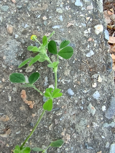 Black Medick