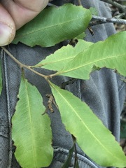 Cupaniopsis parvifolia