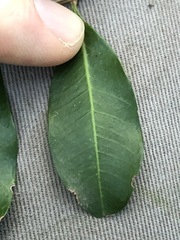 Cupaniopsis parvifolia