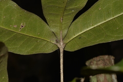 Acronychia pubescens