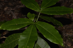 Acronychia pubescens