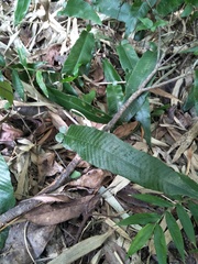 Grypothrix triphylla