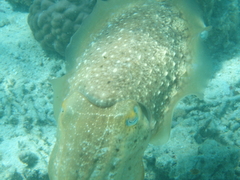 Sepia latimanus
