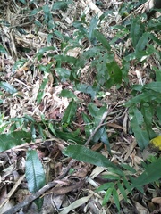 Grypothrix triphylla