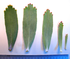 Leucospermum pluridens