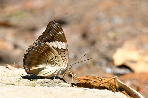 White-edged blue baron