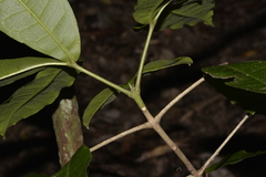 Acronychia pubescens