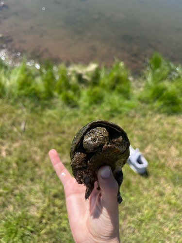 Eastern Musk Turtle observed by reiahog
