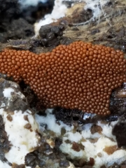 Hemitrichia clavata