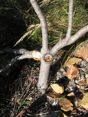 Leucospermum pluridens
