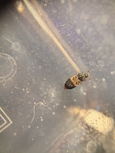 Larder Beetle