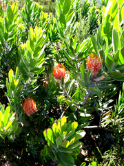 Leucospermum pluridens