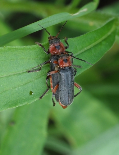 Rustic Sailor Beetle